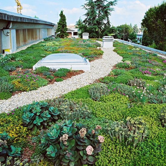 Takträdgård och vertikal gräsplan